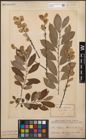 Foto von Salix cinerea L.